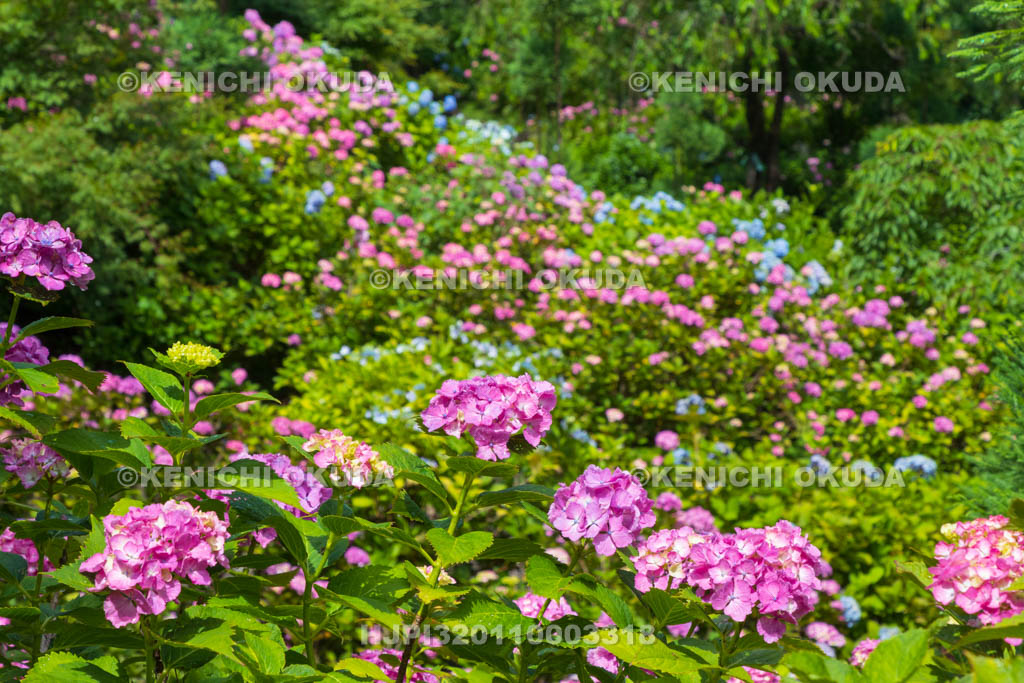 京都府　善峯寺　白山・桜あじさい苑のアジサイ