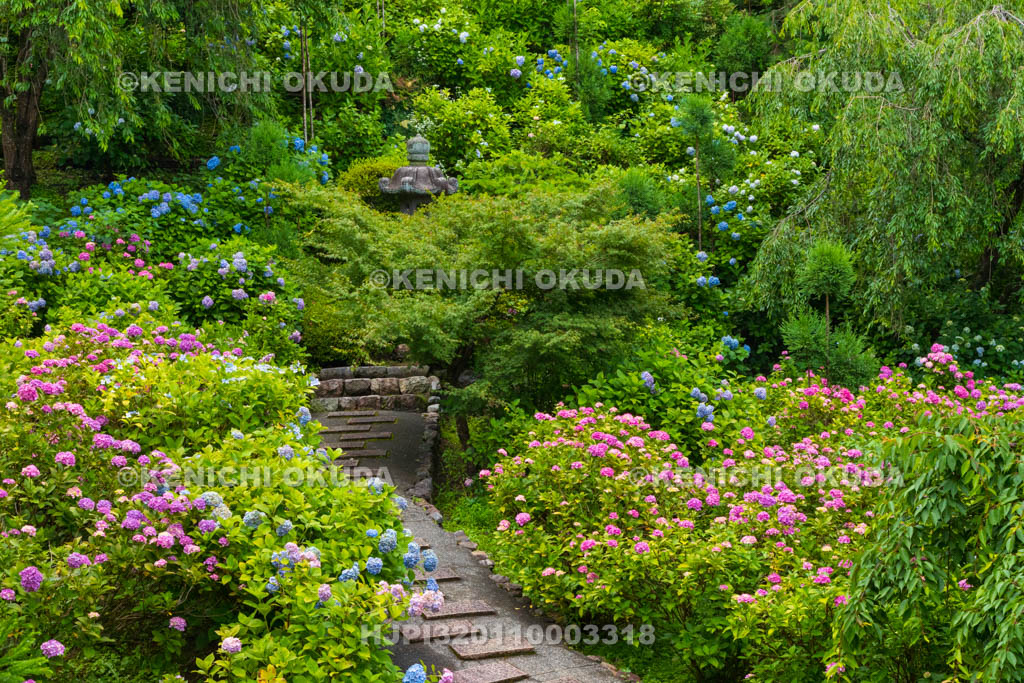京都府　善峯寺　白山・桜あじさい苑　アジサイ