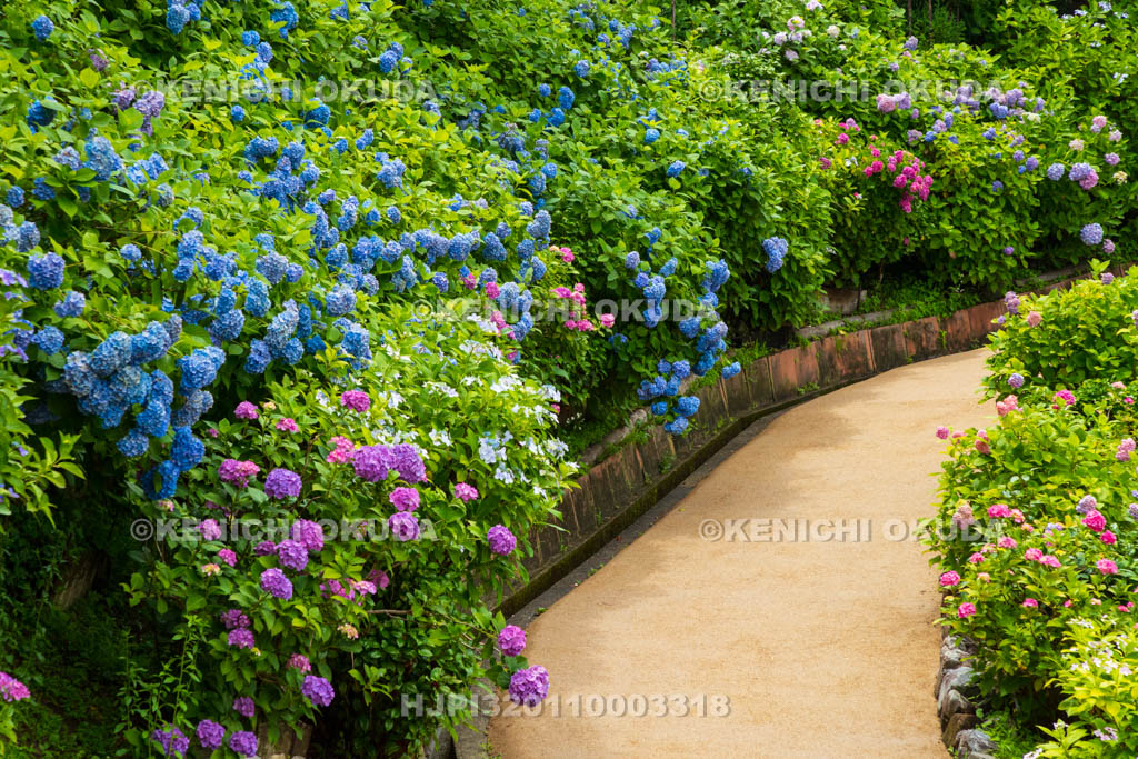 京都府　善峯寺　白山・桜あじさい苑　アジサイ