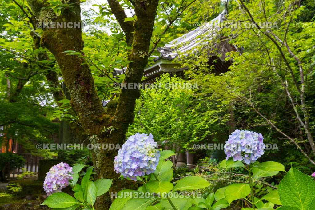 京都府　嵯峨野　二尊院　アジサイ