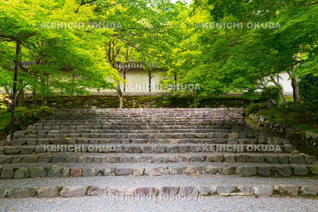 京都府　嵯峨野　二尊院　新緑の参道