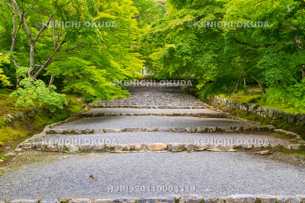 京都府　嵯峨野　二尊院　新緑の参道
