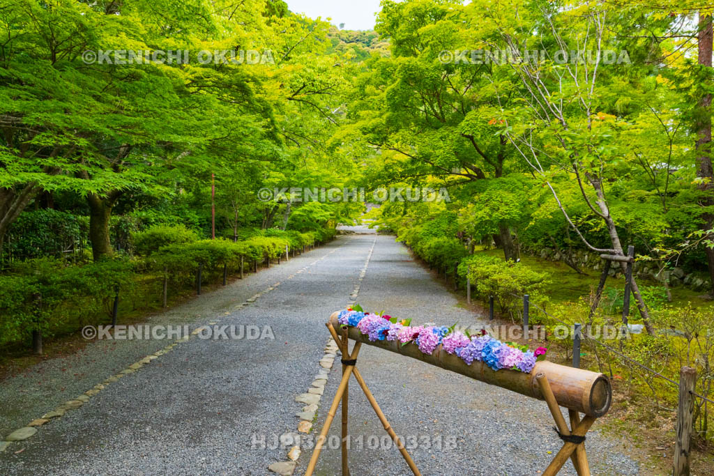 京都府　嵯峨野　二尊院　新緑の参道