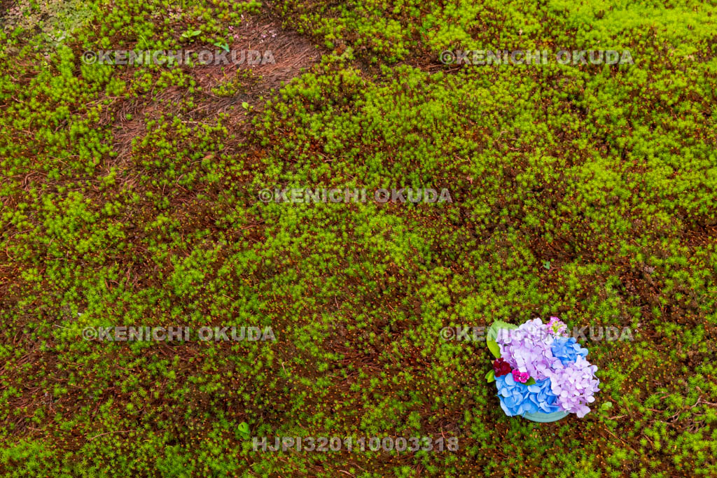 京都府　嵯峨野　二尊院