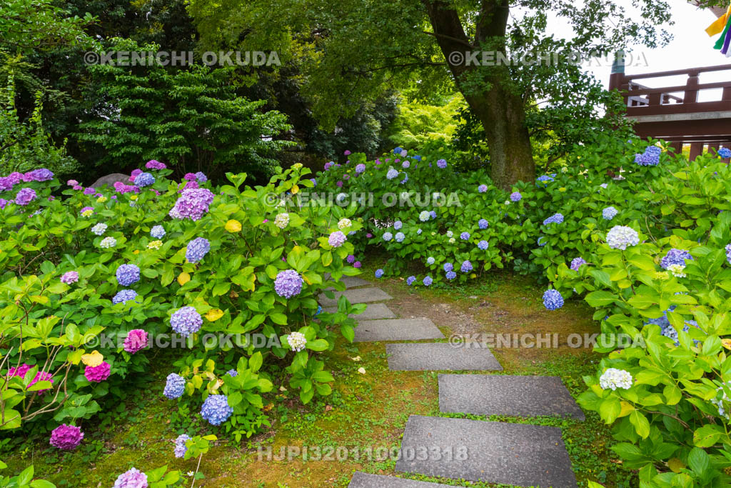 京都府 智積院 あじさい園