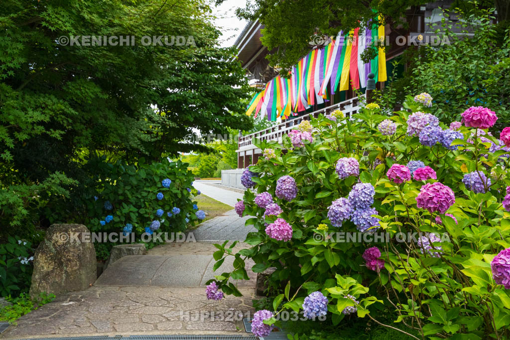 京都府 智積院 金堂とアジサイ