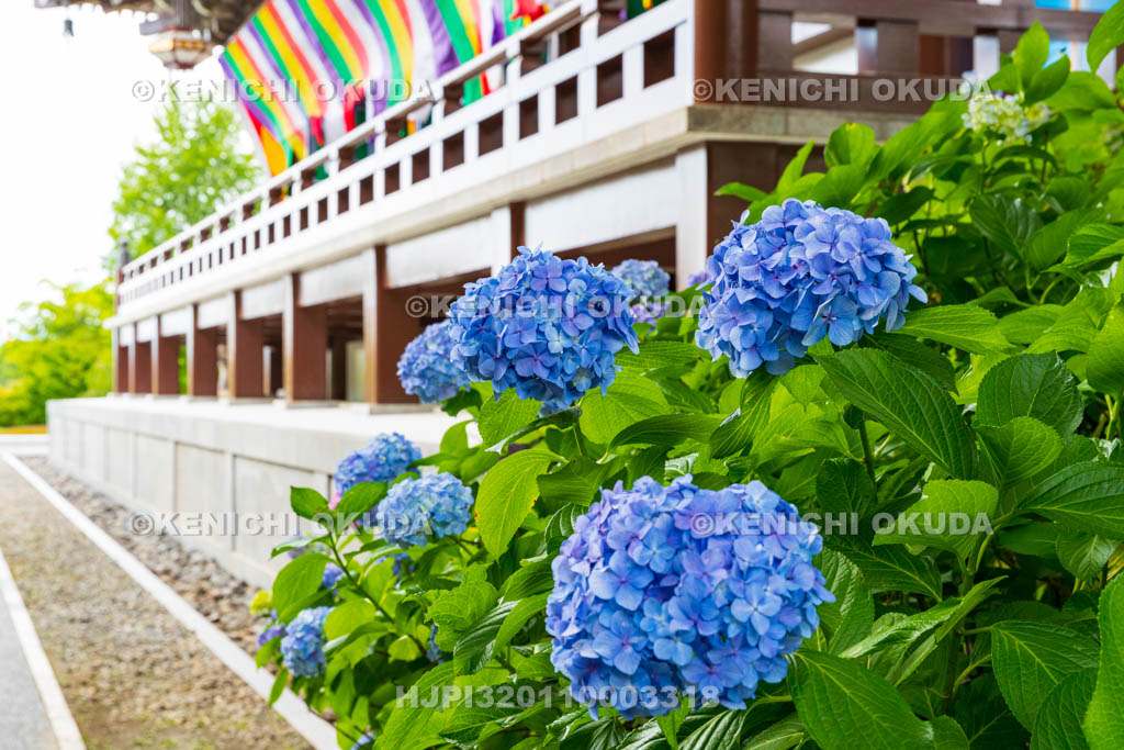 京都府 智積院 金堂とアジサイ