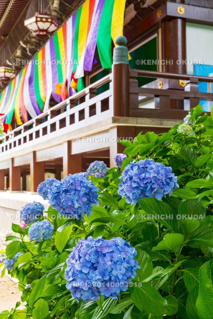 京都府 智積院 金堂とアジサイ