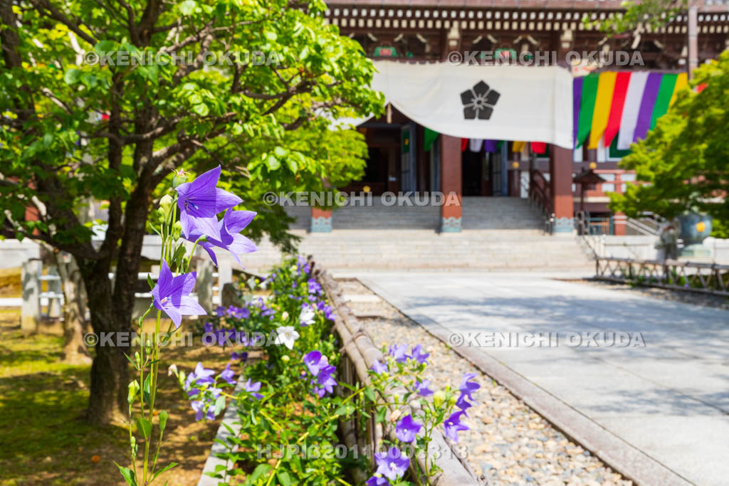 京都府　智積院　金堂とキキョウ