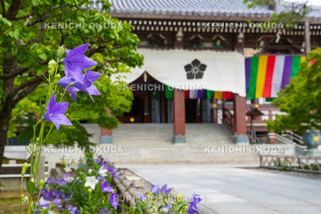 京都府　智積院　金堂とキキョウ