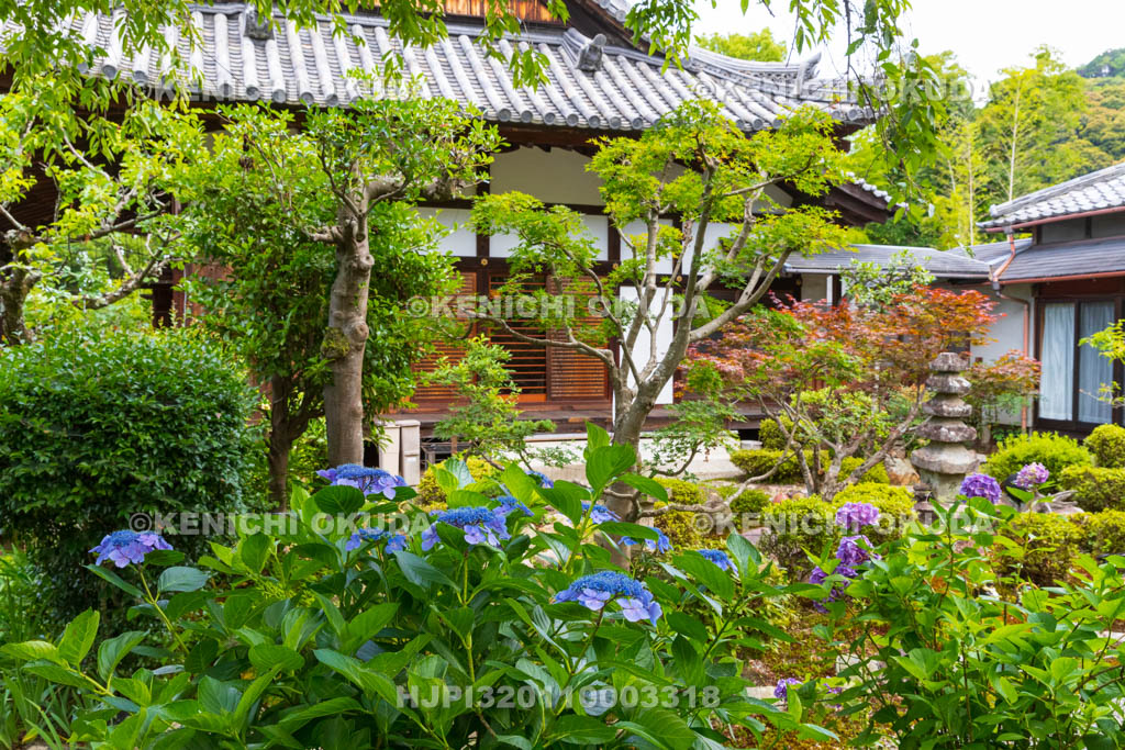 京都府　恵心院　本堂とアジサイ