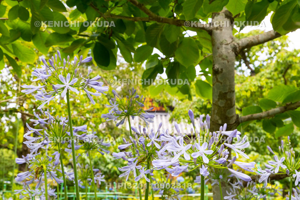 京都府　恵心院　アガパンサス