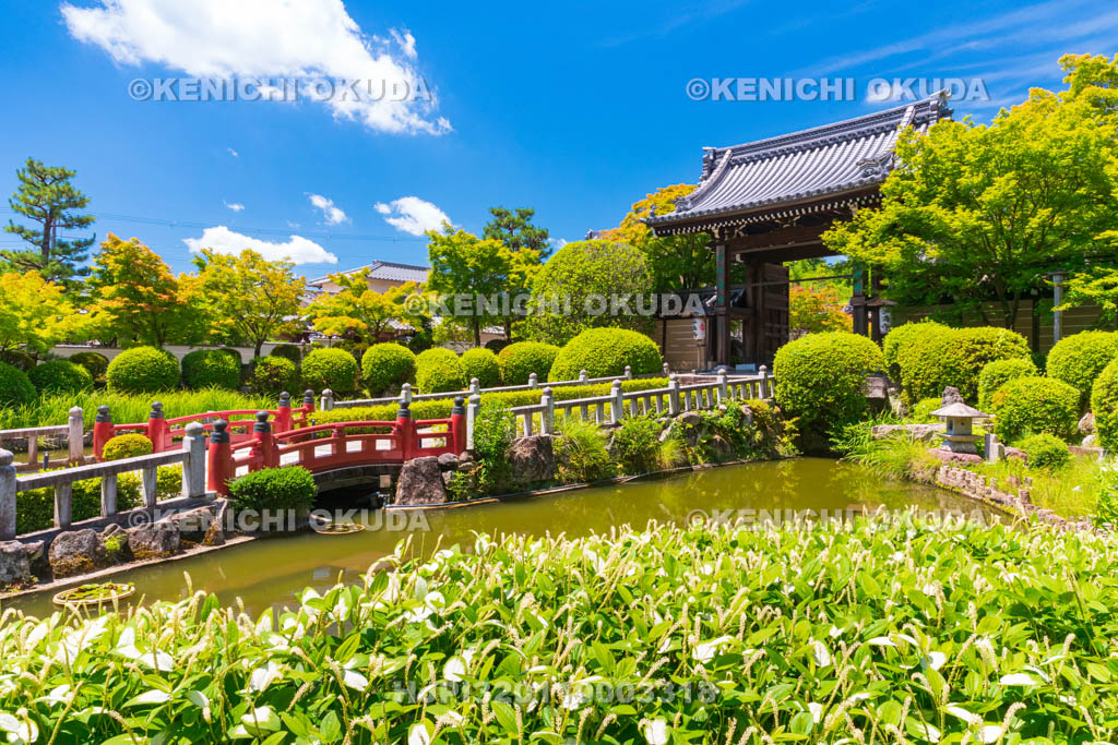 京都府　妙満寺　参道とハンゲショウ