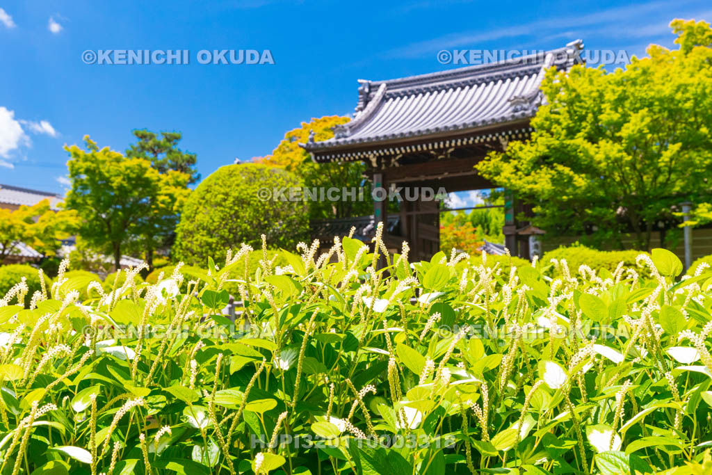京都府　妙満寺　山門とハンゲショウ