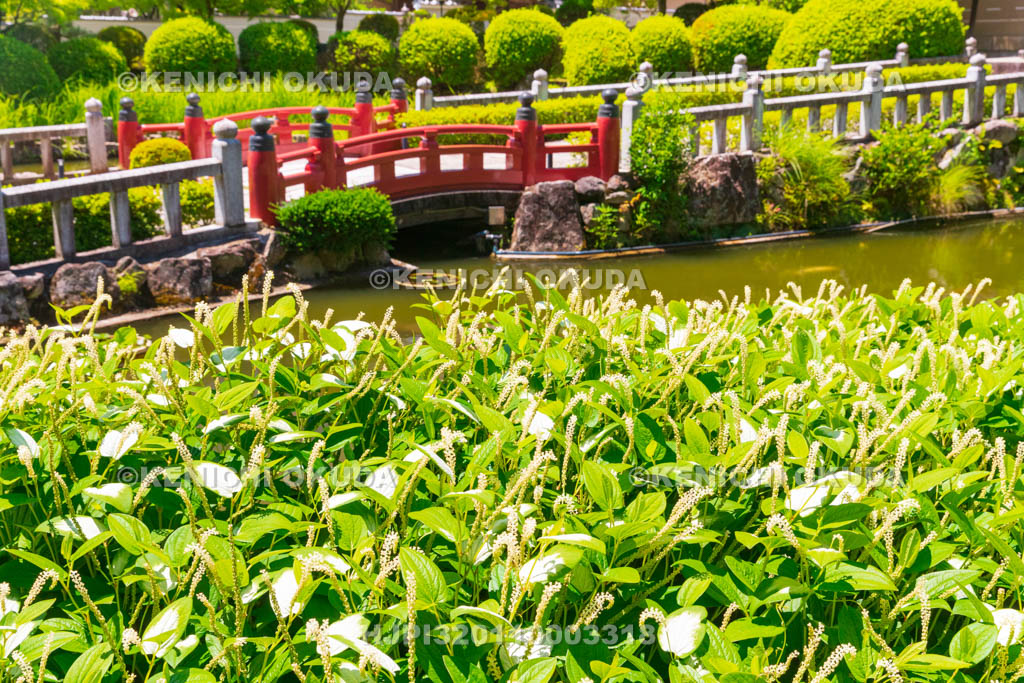 京都府　妙満寺　参道とハンゲショウ