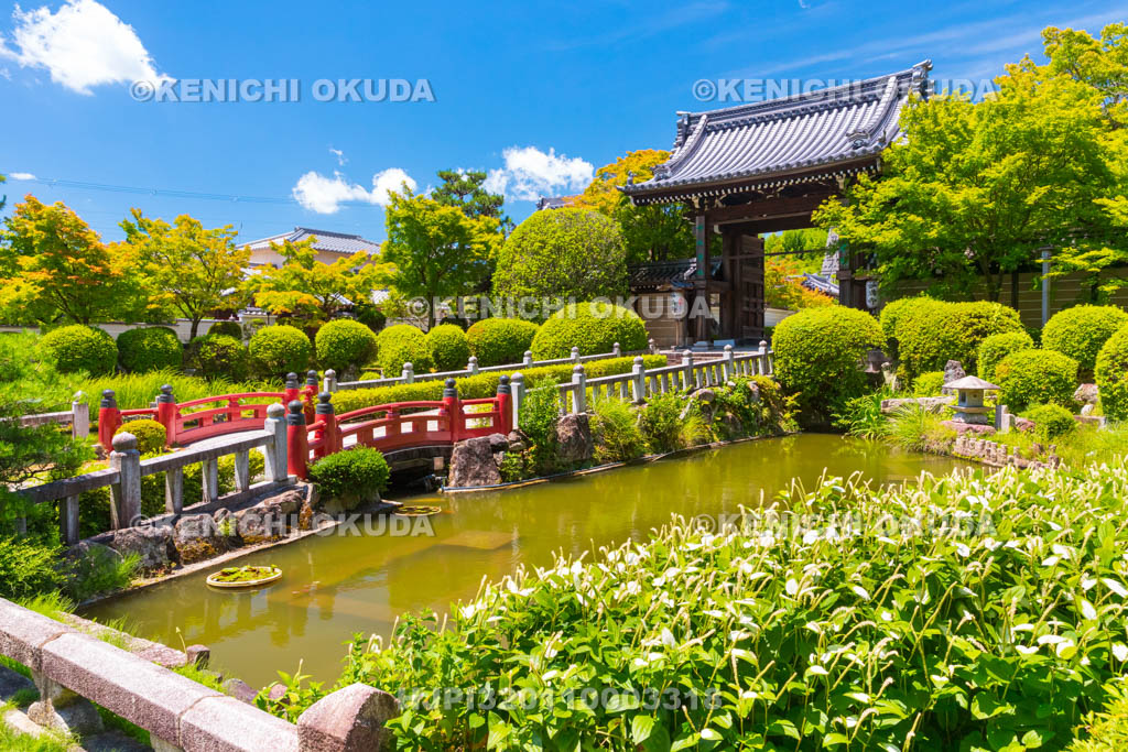 京都府　妙満寺　参道とハンゲショウ