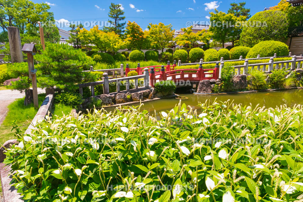 京都府　妙満寺　参道とハンゲショウ