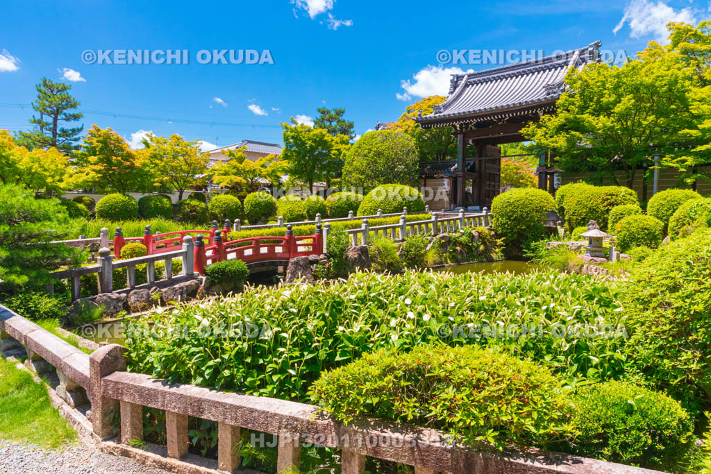 京都府　妙満寺　参道とハンゲショウ