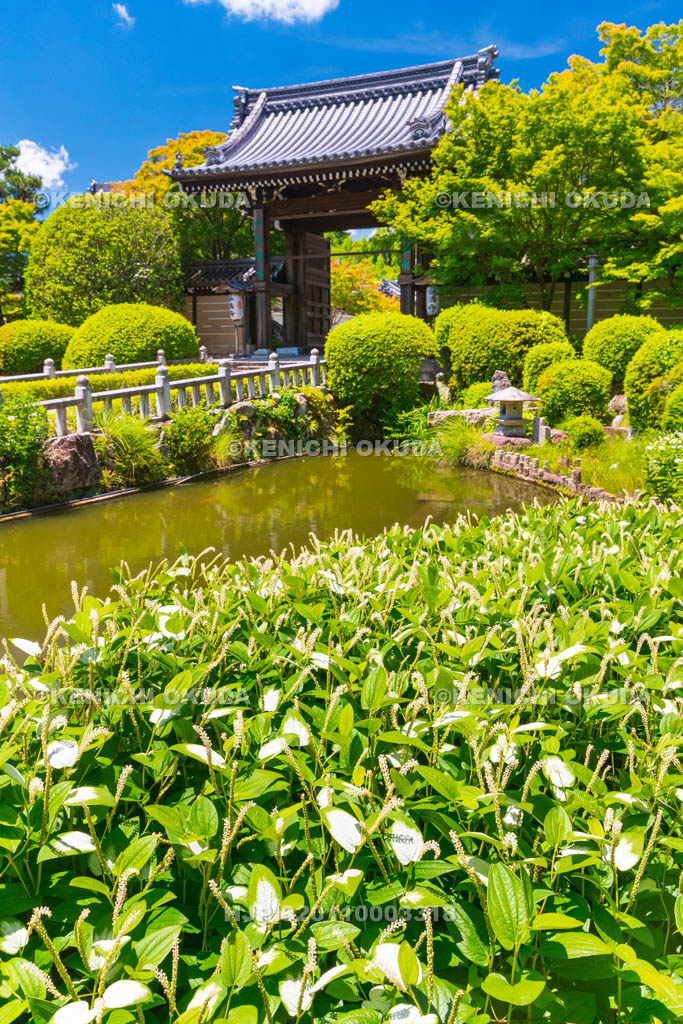 京都府　妙満寺　山門とハンゲショウ