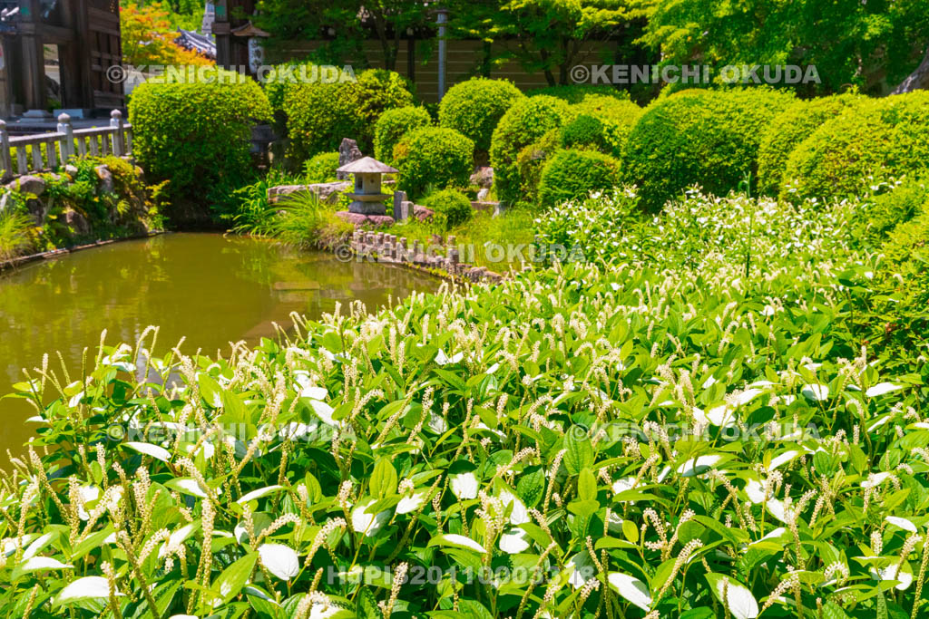 京都府　妙満寺　山門とハンゲショウ