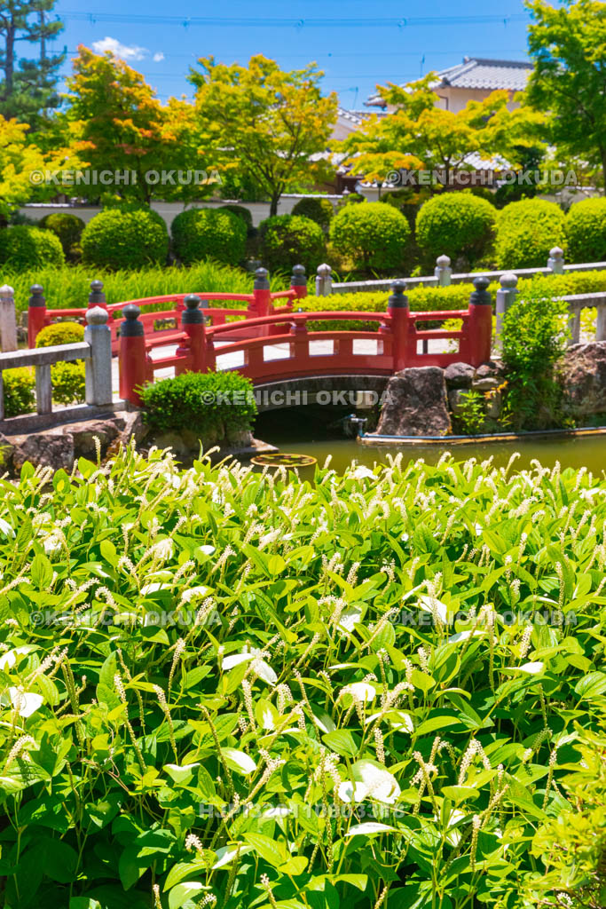 京都府　妙満寺　参道とハンゲショウ