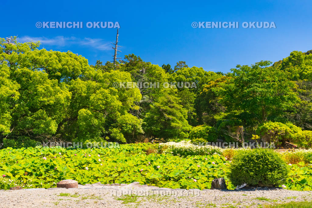 京都府　勧修寺（かじゅうじ）　氷池園の氷室池