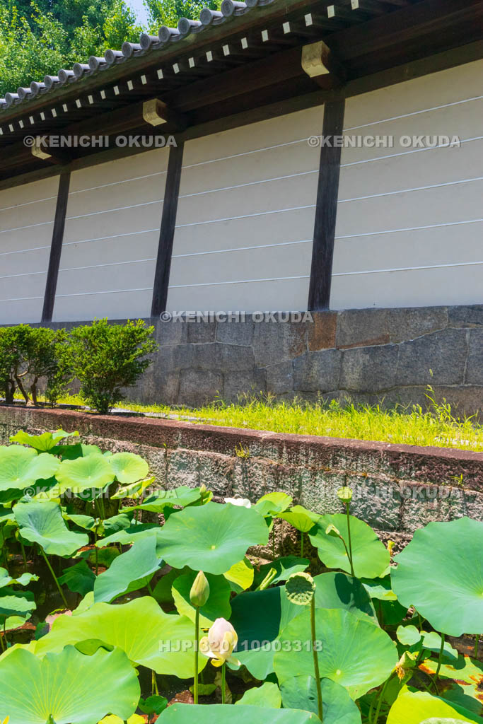 京都府　東本願寺　淀姫ハス