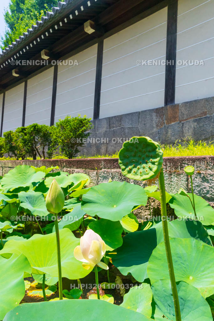 京都府　東本願寺　淀姫ハス