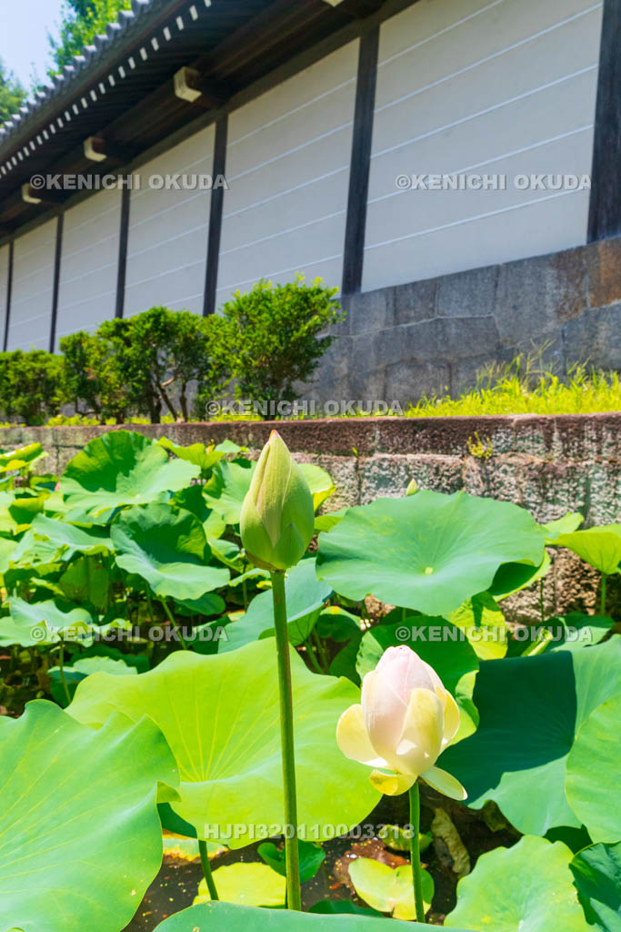 京都府　東本願寺　淀姫ハス