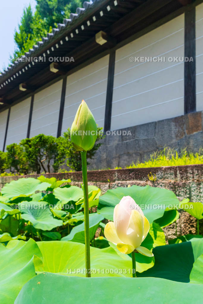 京都府　東本願寺　淀姫ハス