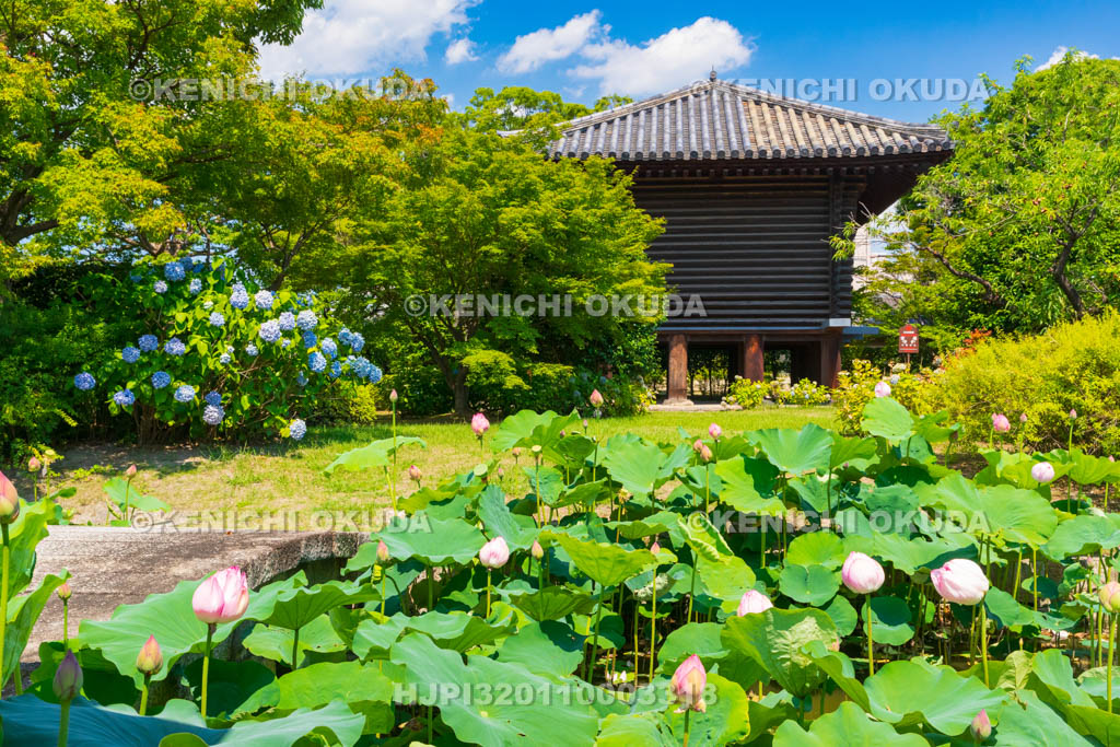 京都府　東寺　宝蔵とハス