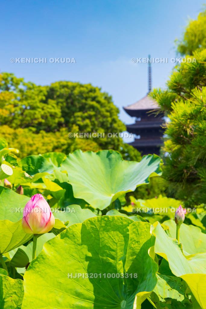 京都府　東寺　五重塔とハス