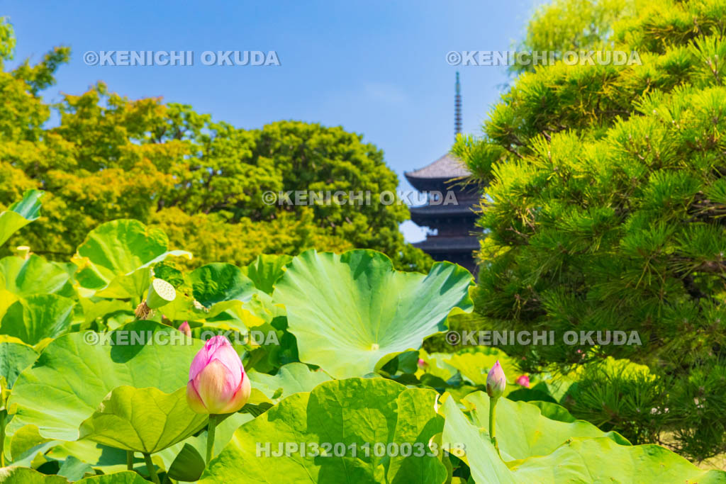 京都府　東寺　五重塔とハス