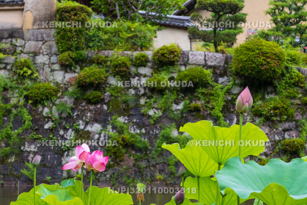 奈良県　長弓寺　蓮池