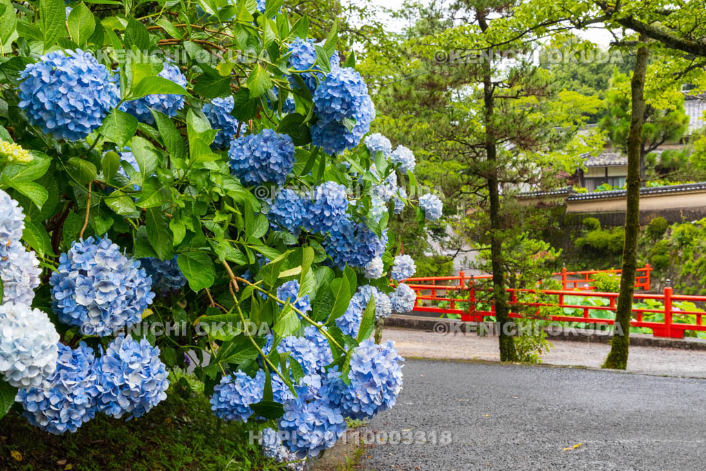 奈良県　長弓寺　アジサイ