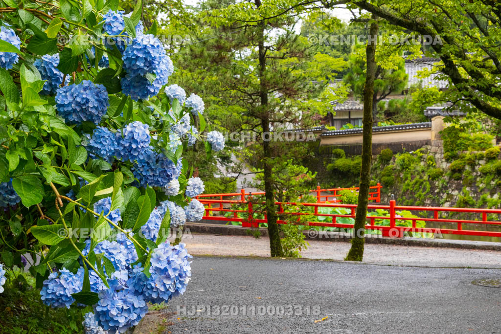 奈良県　長弓寺　アジサイ