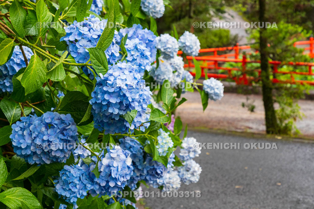 奈良県　長弓寺　アジサイ