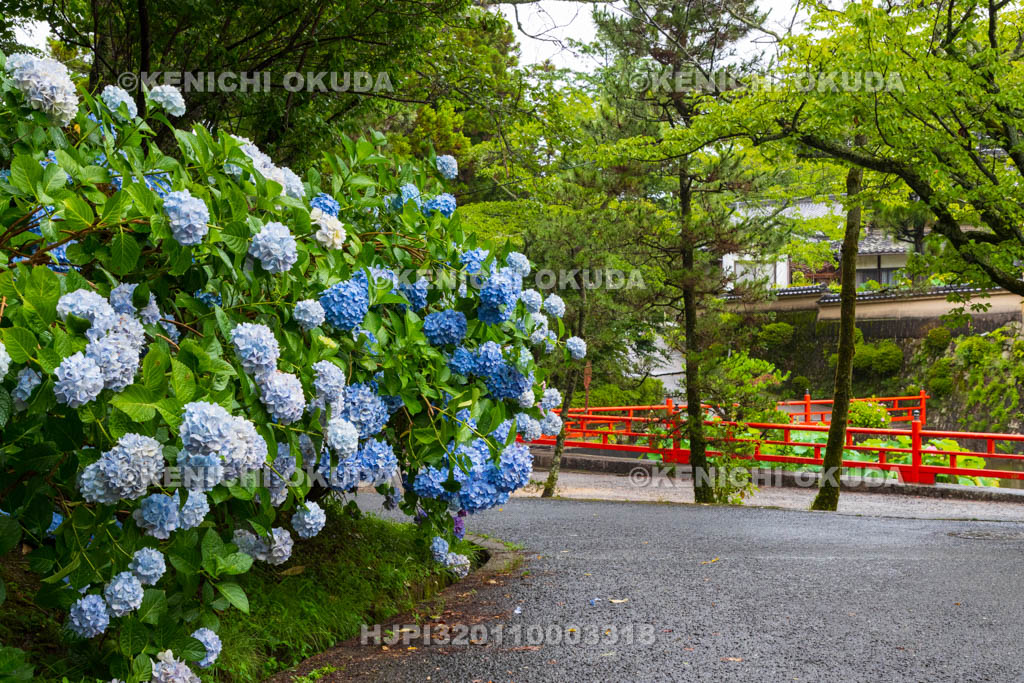 奈良県　長弓寺　アジサイ
