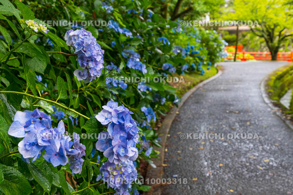 奈良県　長弓寺　アジサイ
