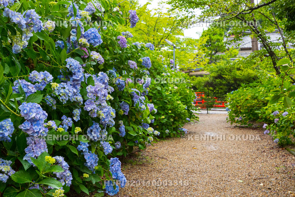 奈良県　長弓寺　アジサイ