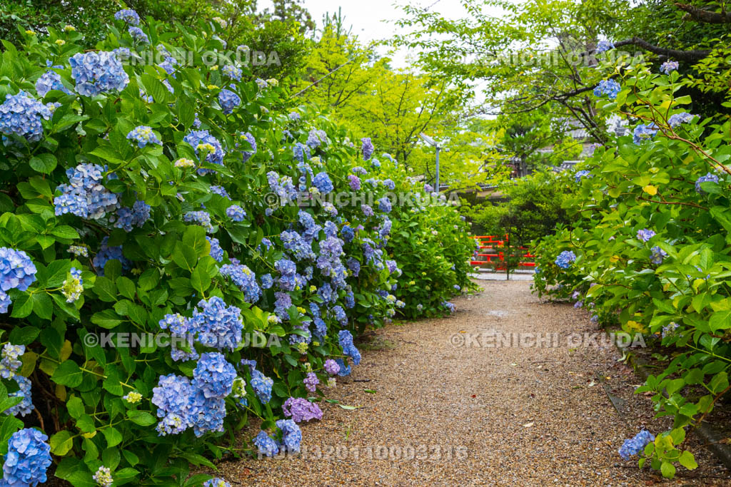 奈良県　長弓寺　アジサイ