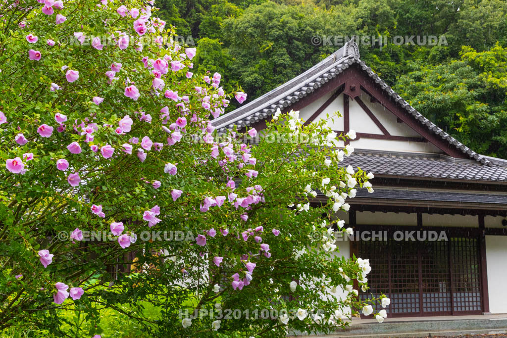 奈良県　長弓寺　薬師院会館　フヨウ