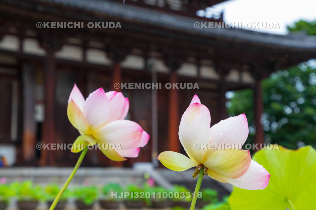 奈良県　喜光寺　本堂とハス