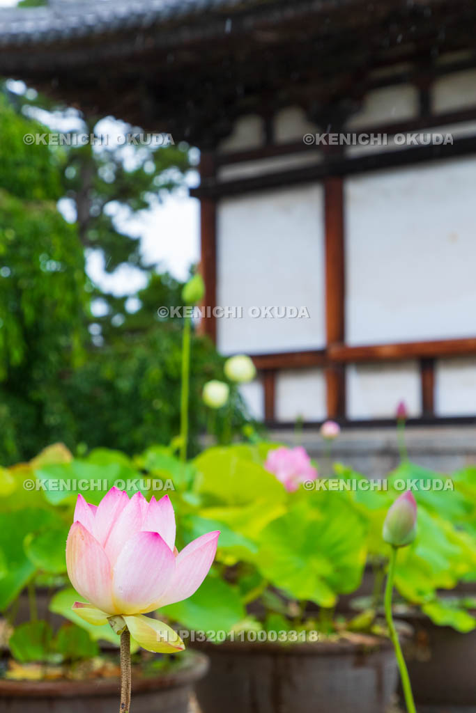 奈良県　喜光寺　本堂とハス