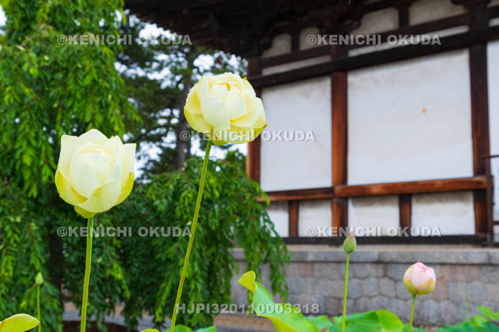 奈良県　喜光寺　本堂とハス