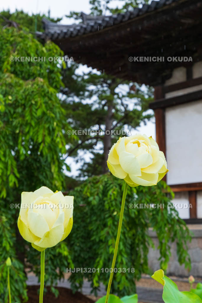 奈良県　喜光寺　本堂とハス