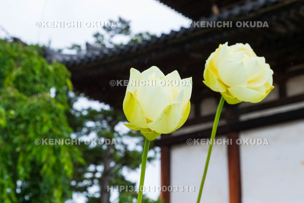 奈良県　喜光寺　本堂とハス