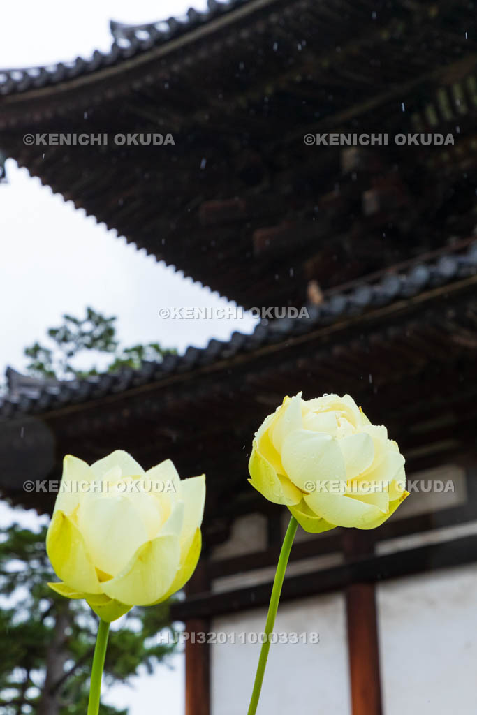 奈良県 喜光寺 本堂とハス