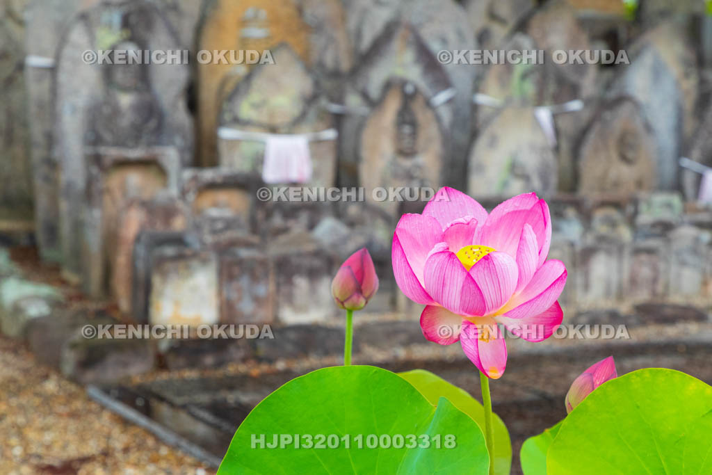 奈良県　喜光寺　石仏群とハス