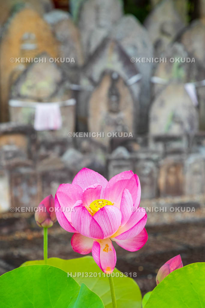 奈良県　喜光寺　石仏群とハス